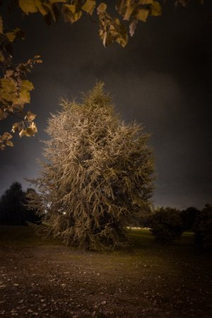 Inhabit the Forest 29