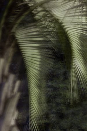 Inhabit the Forest 30