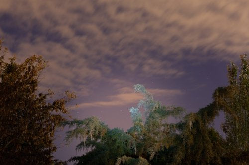 Inhabit the Forest 15