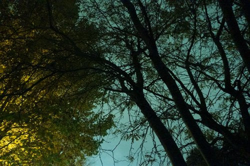 Inhabit the Forest 13