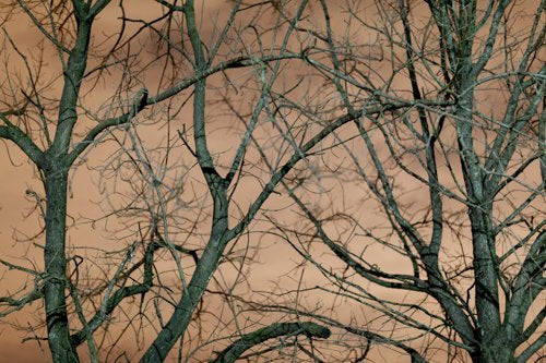 Inhabit the Forest 04