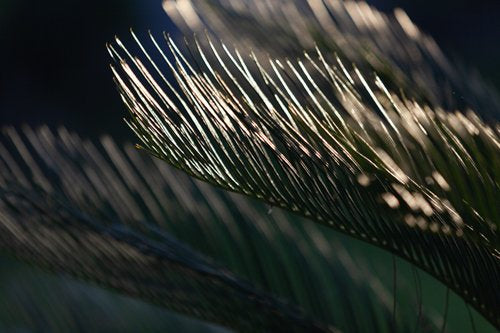 Inhabit the Forest 08