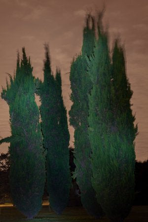 Inhabit the Forest 26