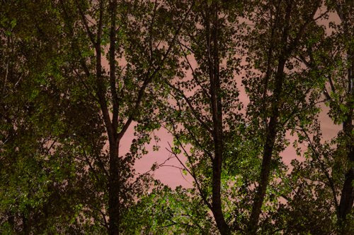 Inhabit the Forest 05