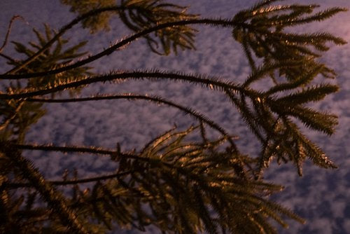 Inhabit the Forest 07