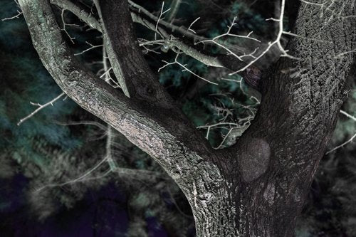 Inhabit the Forest 14