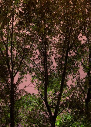Inhabit the Forest 24