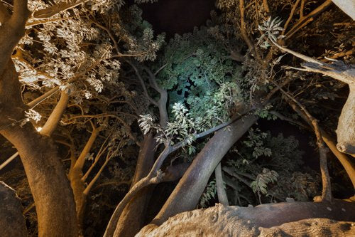 Inhabit the Forest 12