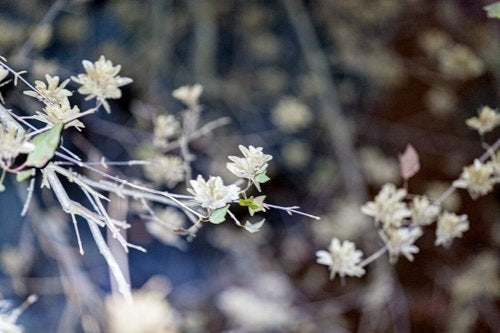 Inhabit the Forest 09