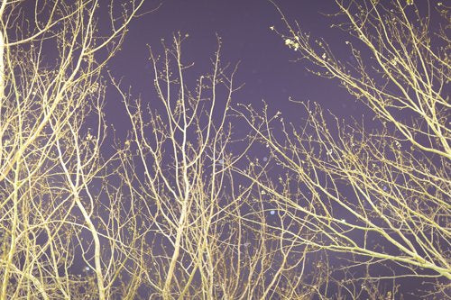 Inhabit the Forest 17