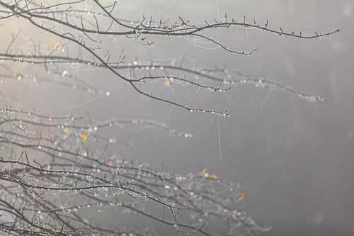 Inhabit the Forest 10