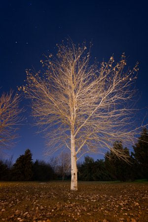 Inhabit the Forest 27