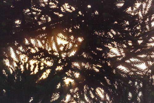Inhabit the Forest 21