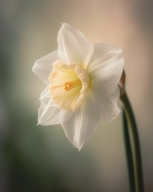 Velvet Blooms 10